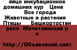 яйцо инкубационное домашних кур › Цена ­ 25 - Все города Животные и растения » Птицы   . Башкортостан респ.,Мечетлинский р-н